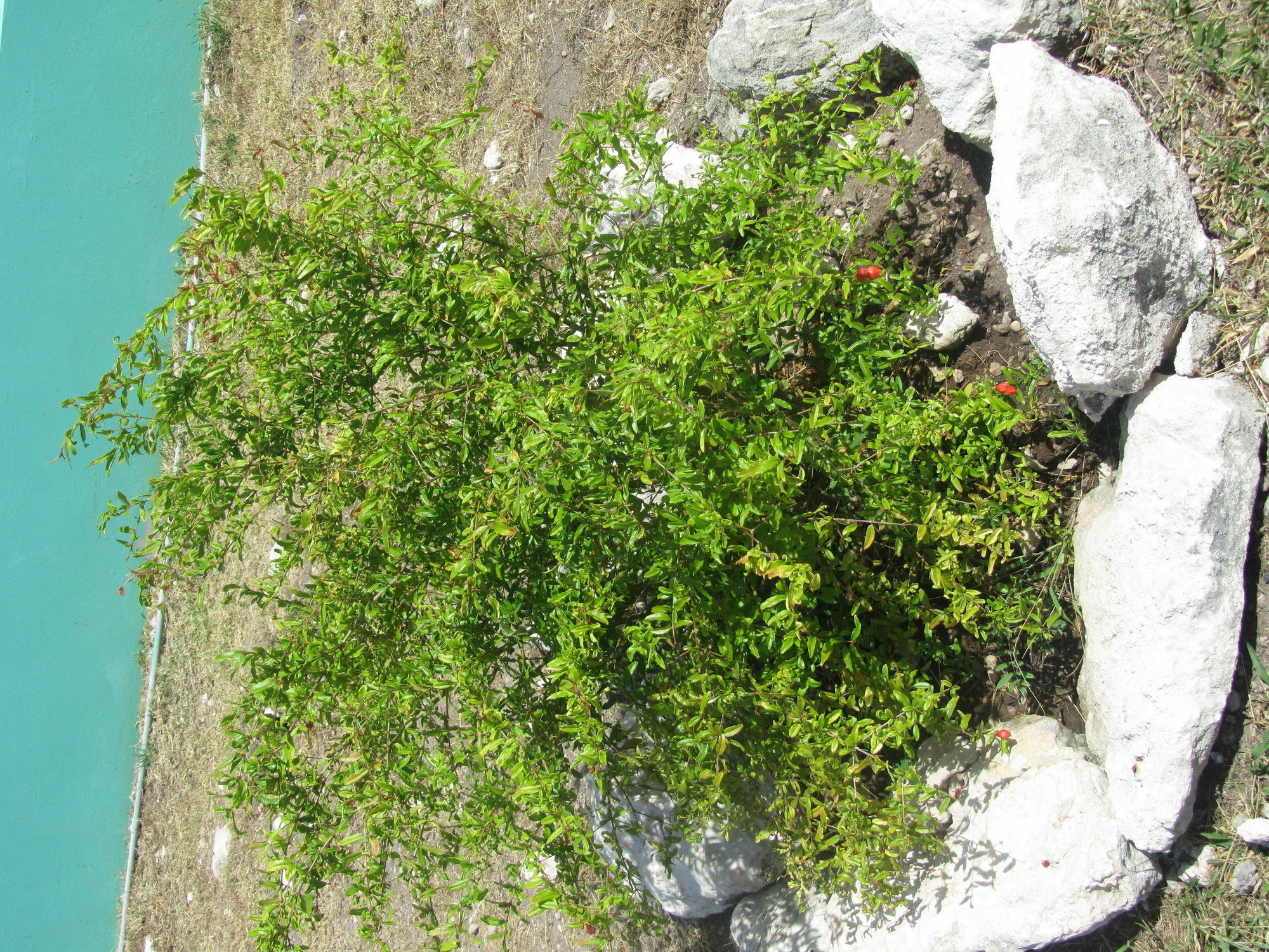 Sea Grape Villas The Settlement Exterior photo